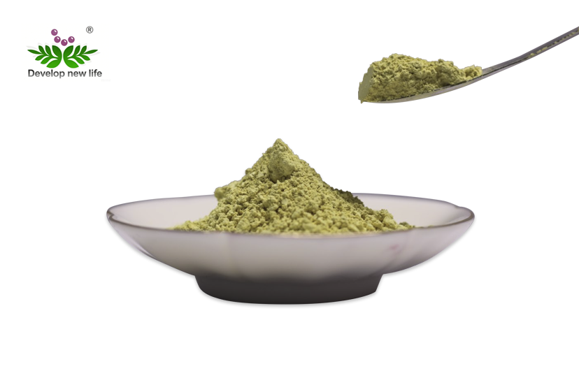 Scutellaria Baicalensis Extract Powder